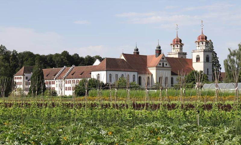 Champs de sativa à Rheinau, Suisse